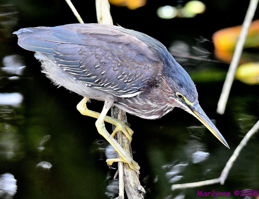 DSC_7754_001.JPG