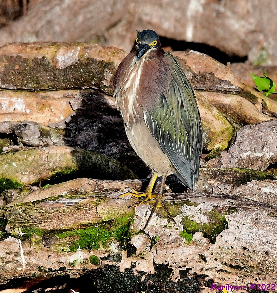 DSC_7755_001.JPG