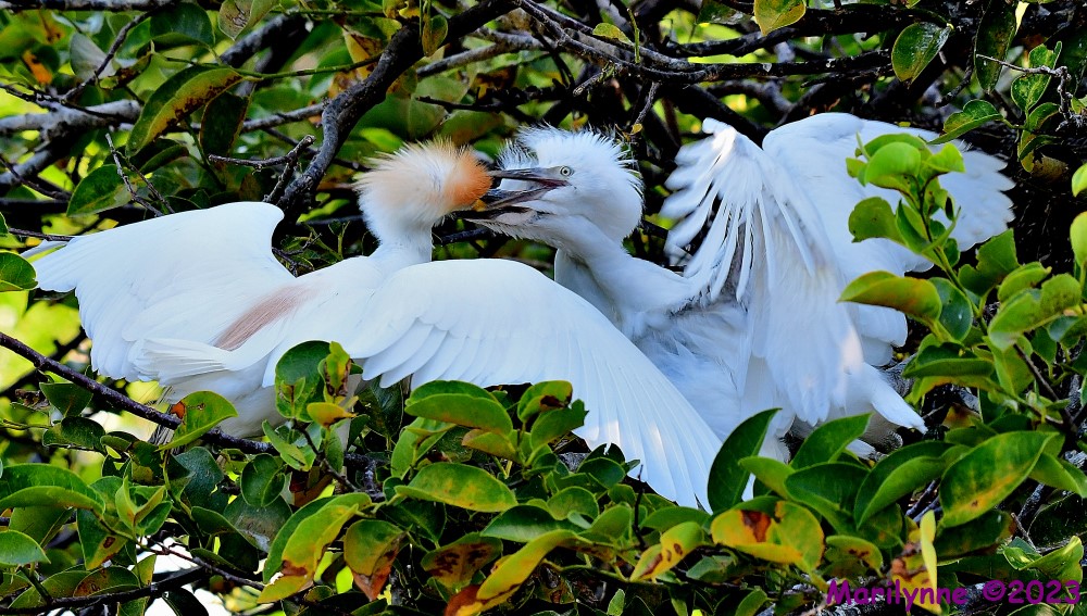 DSC_7756_001.JPG