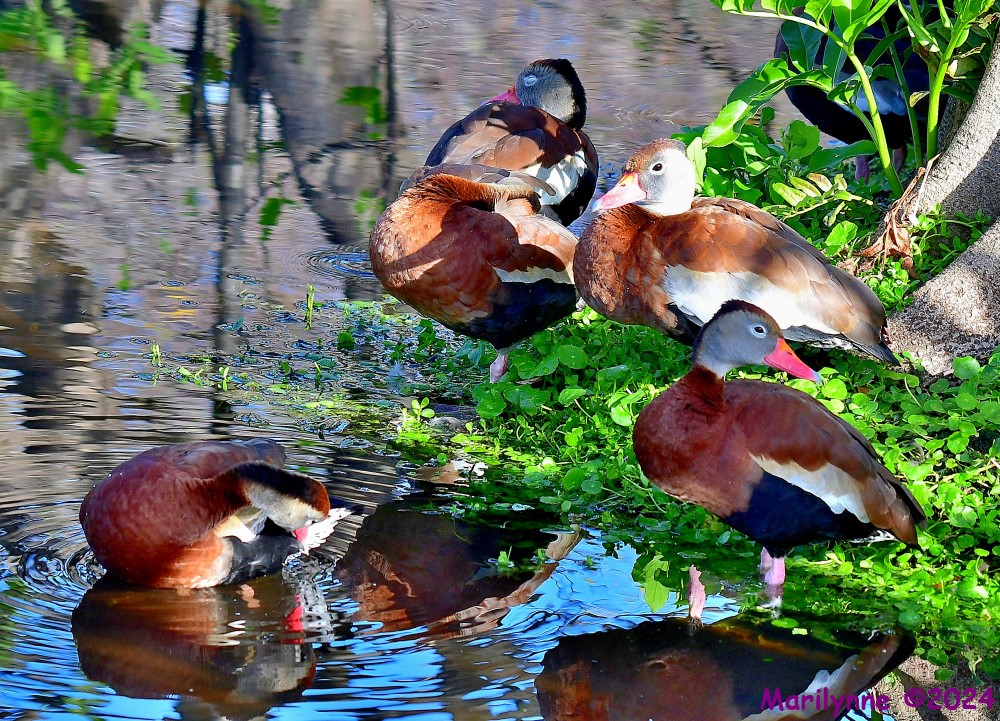 DSC_7756_001.JPG