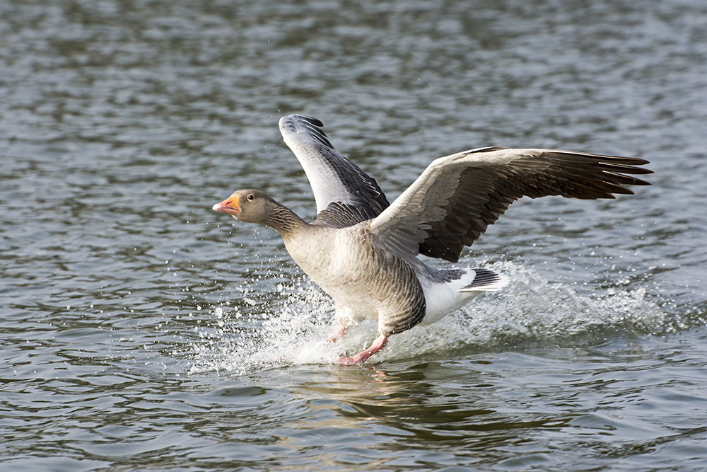 DSC_7758.jpg