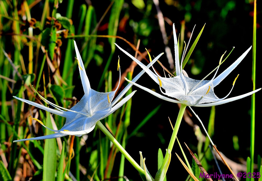 DSC_7758_001.JPG