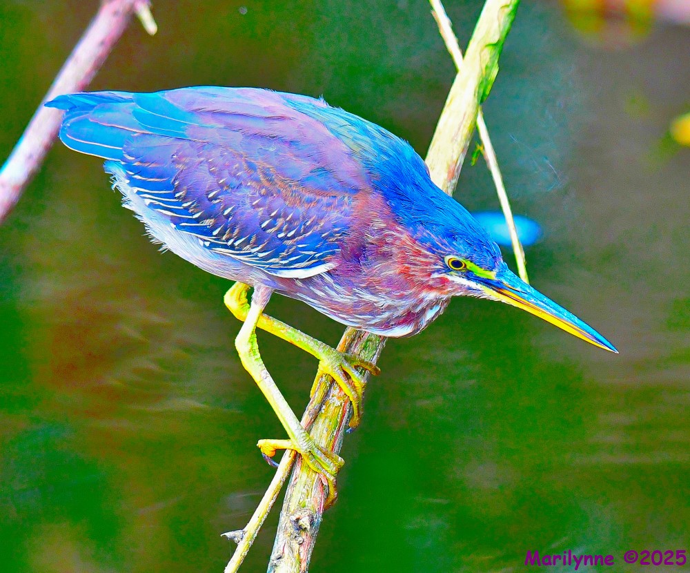 DSC_7758_001.JPG