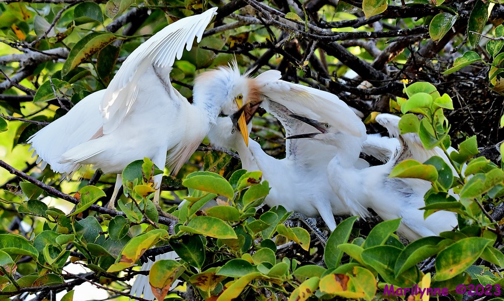 DSC_7760_001.JPG