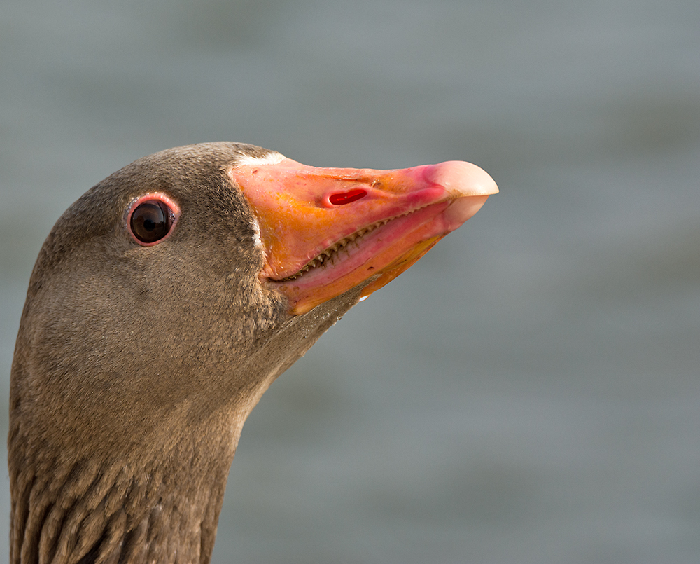 DSC_7761.jpg