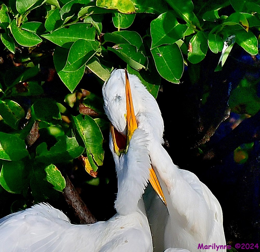 DSC_7762_001.JPG