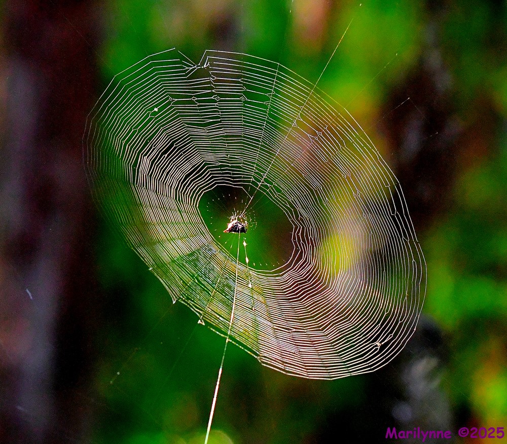 DSC_7763_001.JPG