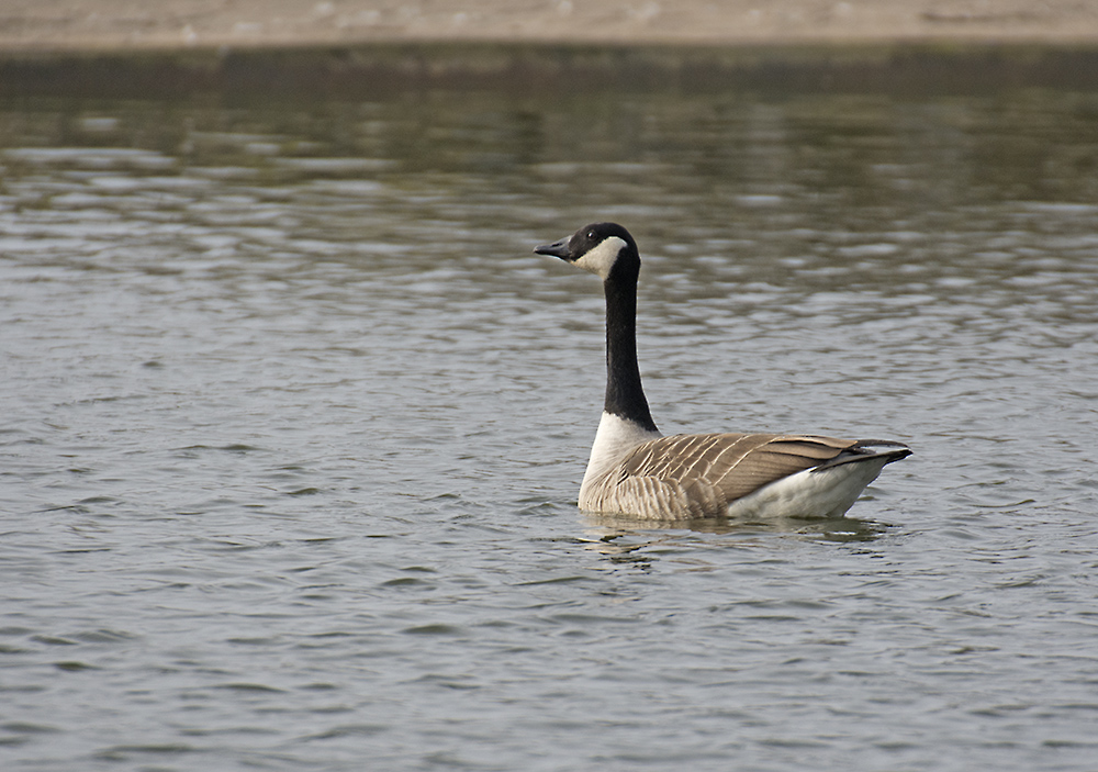 DSC_7764.jpg