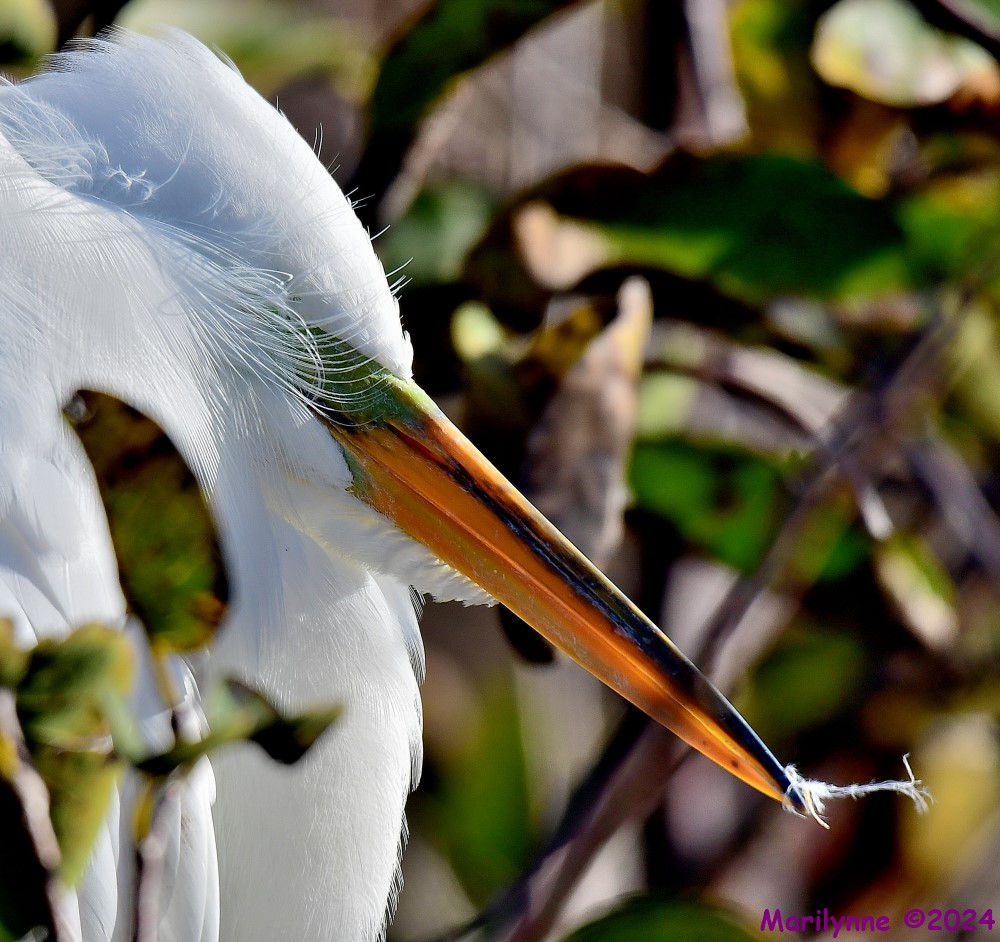 DSC_7764_001.JPG