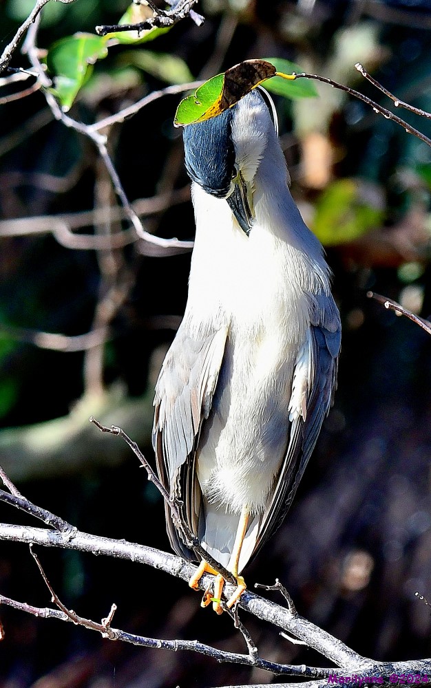 DSC_7765_001.JPG