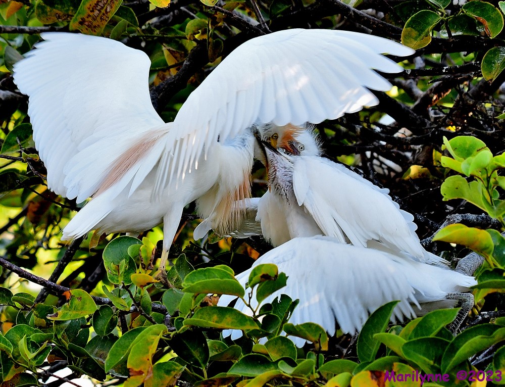 DSC_7766_001.JPG
