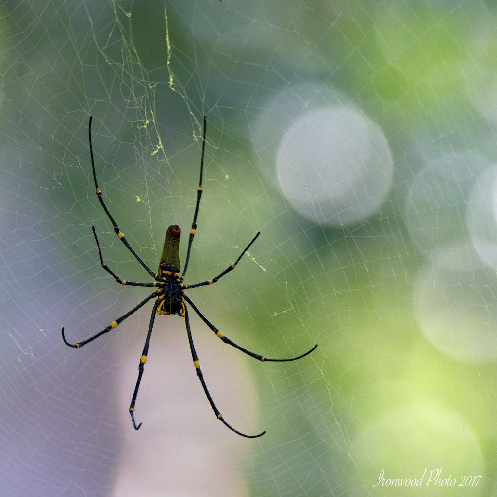 DSC_7767.jpg
