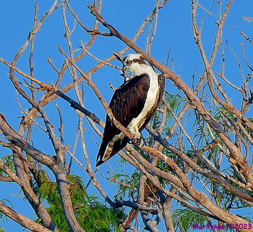 DSC_7768_001.JPG