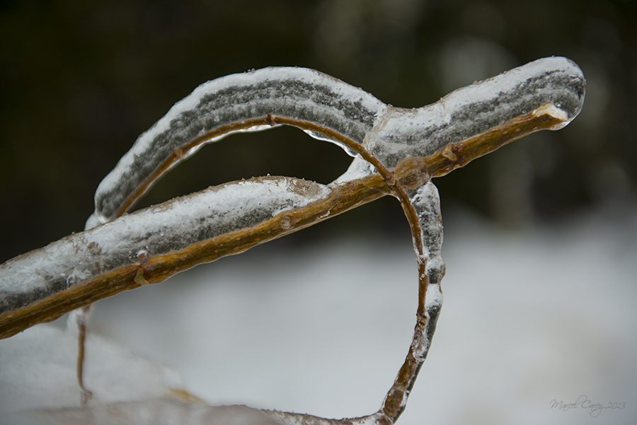 DSC_7770.jpg