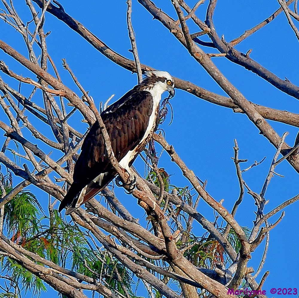 DSC_7770_001.JPG