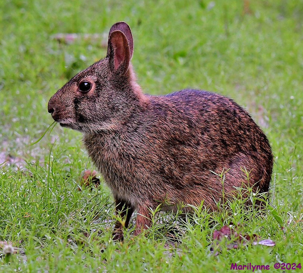 DSC_7770_001.JPG