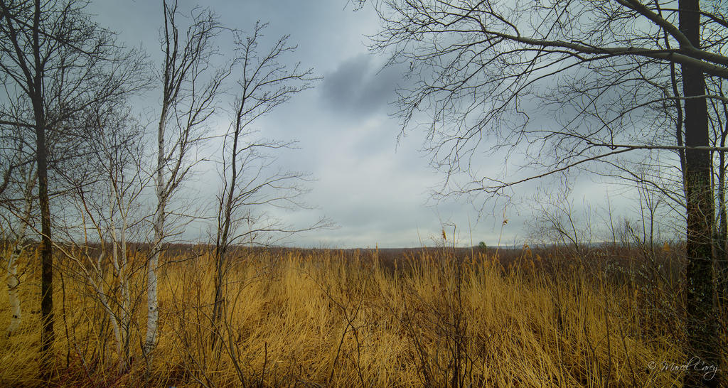 DSC_7771.jpg