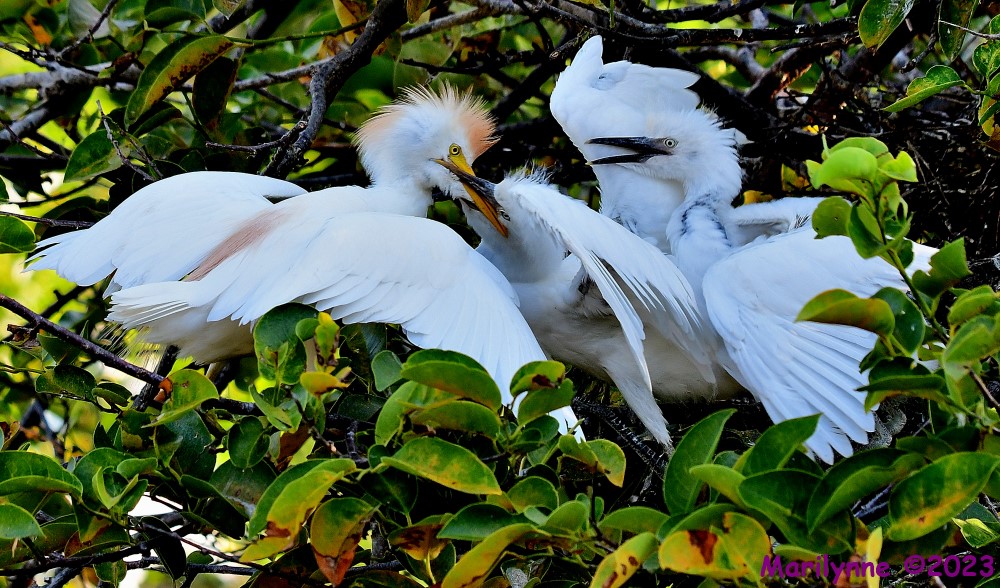 DSC_7771_001.JPG