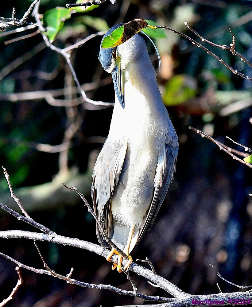 DSC_7771_001.JPG