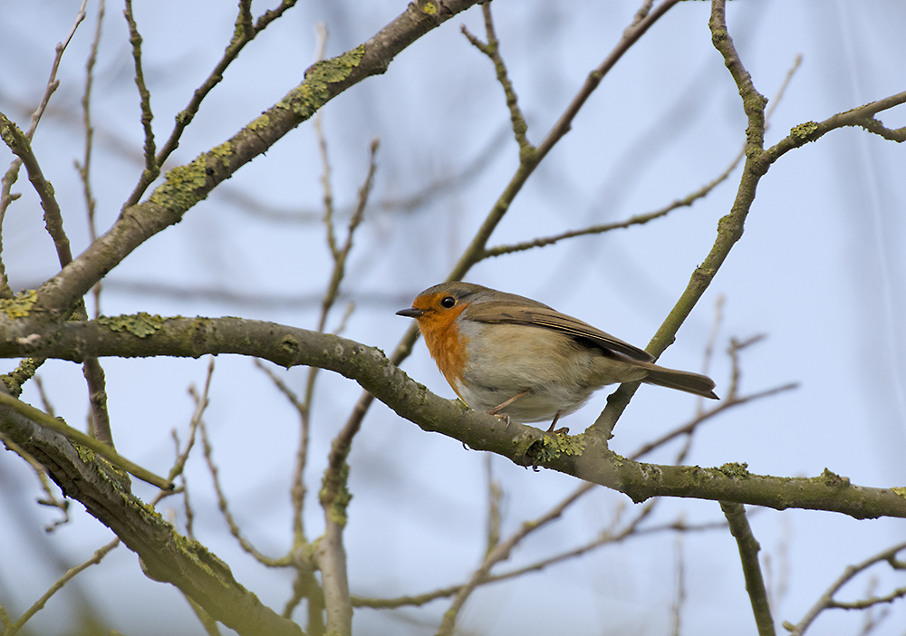 DSC_7775.jpg