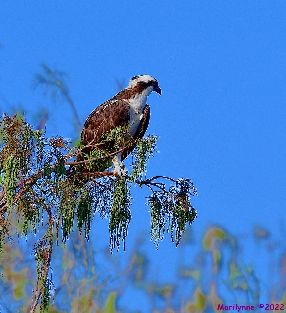 DSC_7776_001.JPG