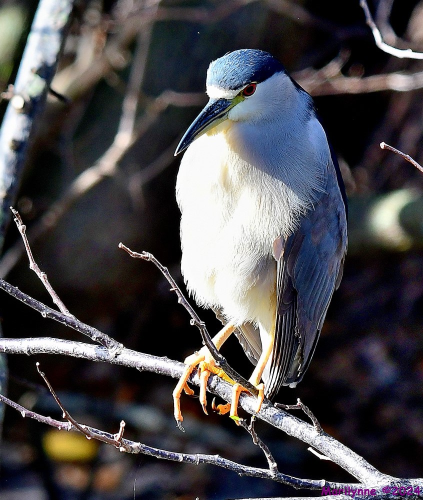 DSC_7776_001.JPG