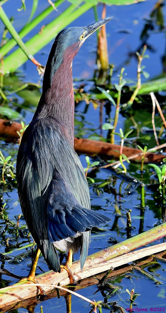DSC_7777_001.JPG