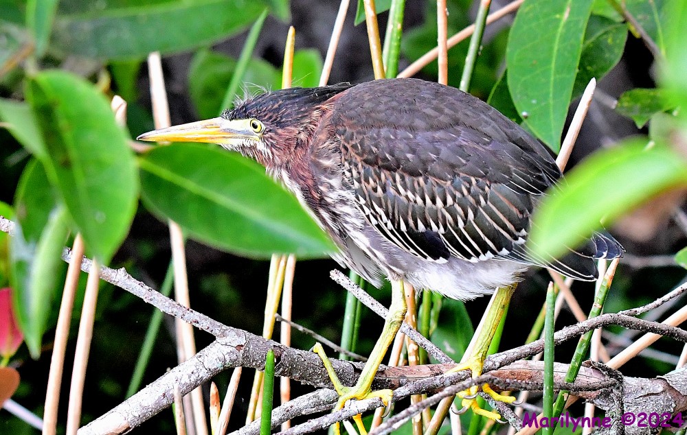 DSC_7778_001.JPG
