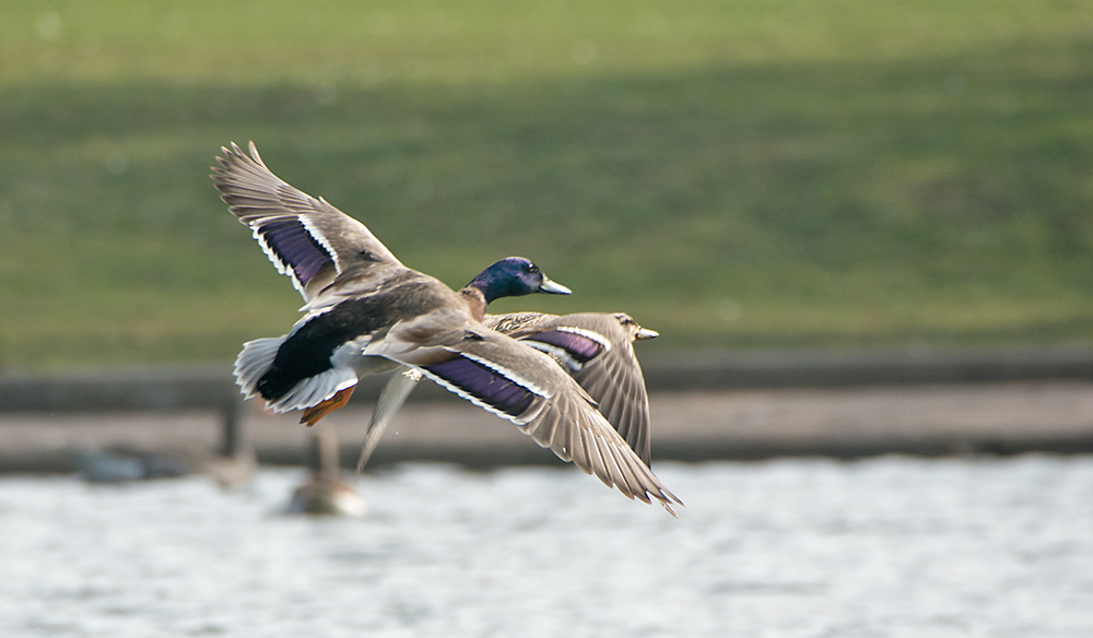 DSC_7780.jpg