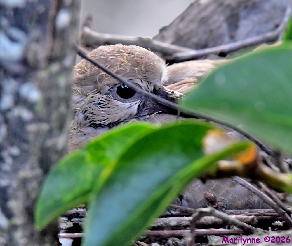 DSC_7780_001.JPG