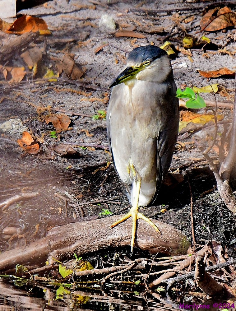 DSC_7781_001.JPG