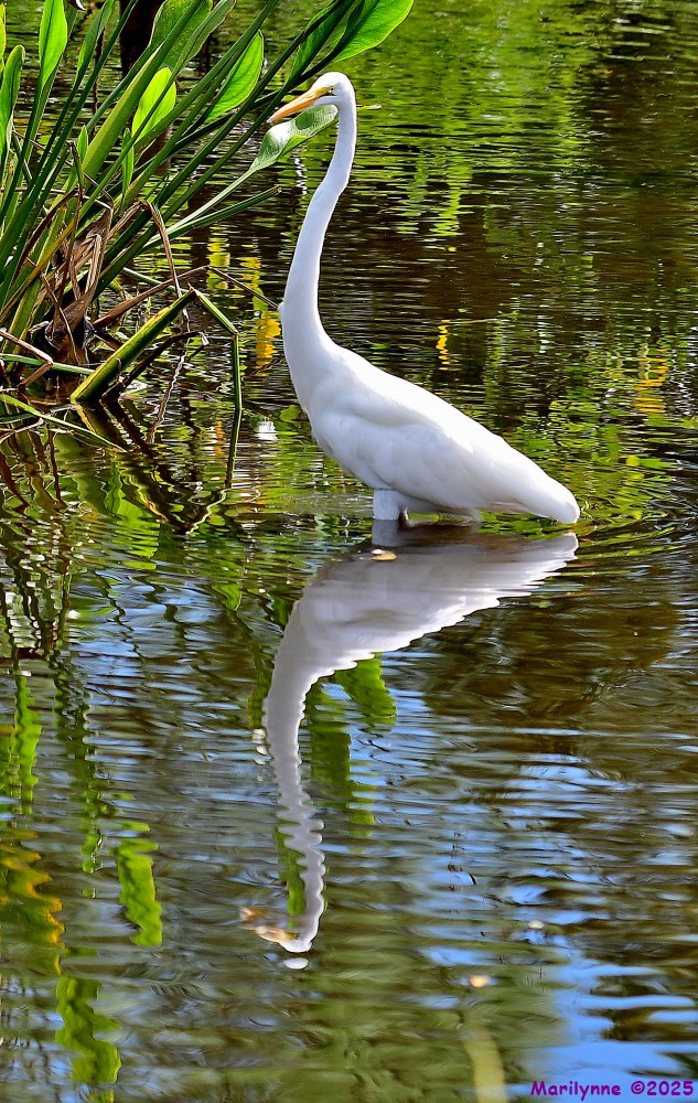 DSC_7782_001.JPG