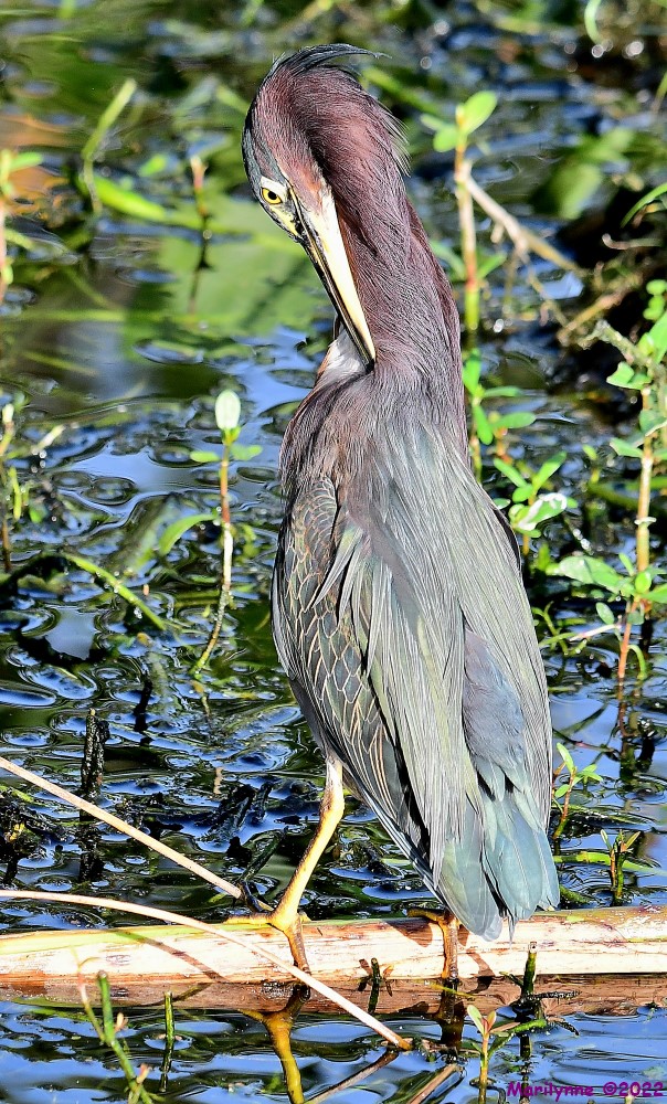 DSC_7782_001_01.JPG