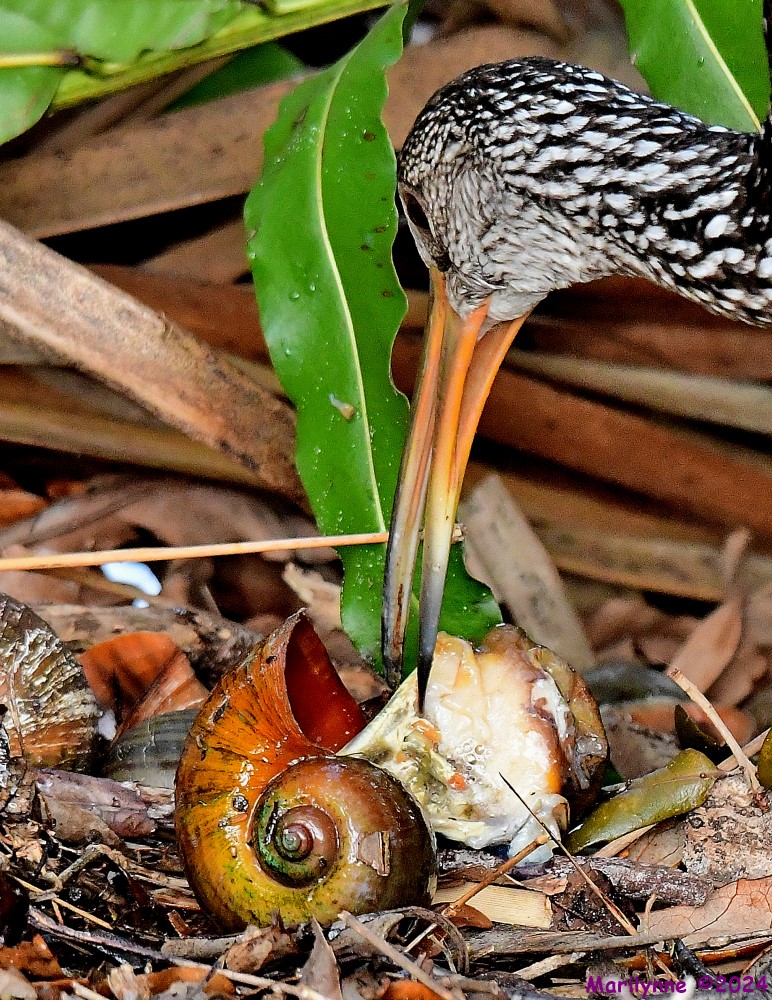 DSC_7783_001.JPG