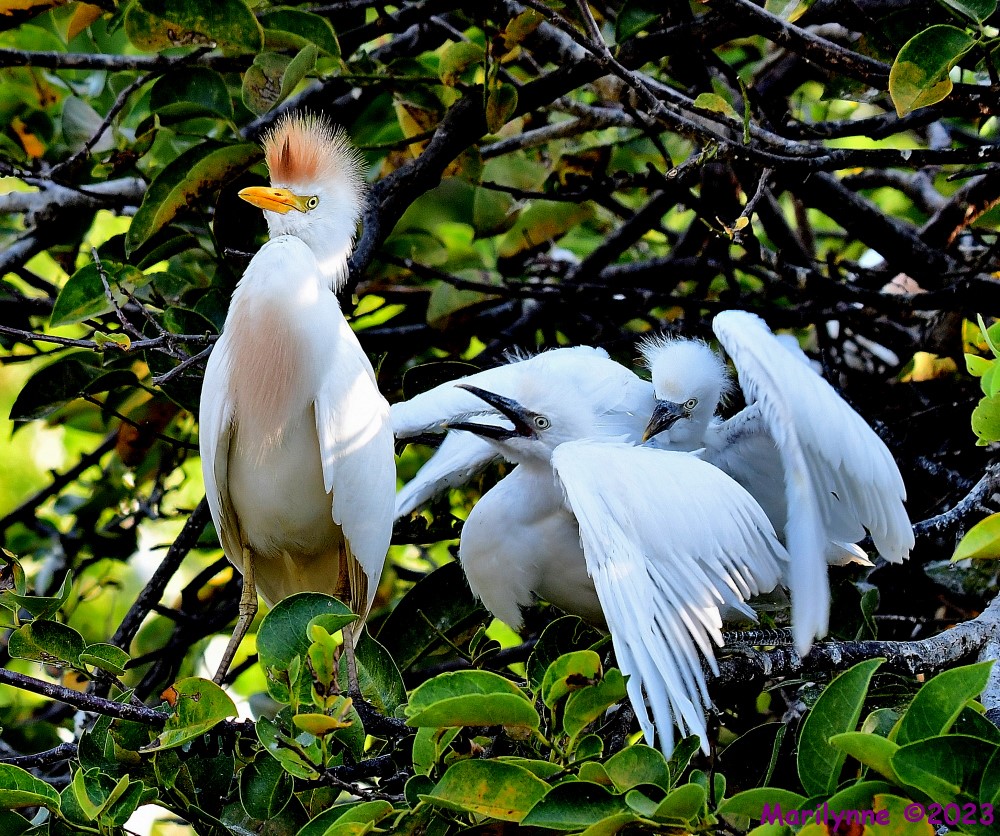 DSC_7786_001.JPG