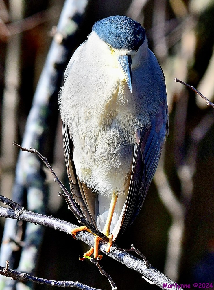 DSC_7786_001.JPG
