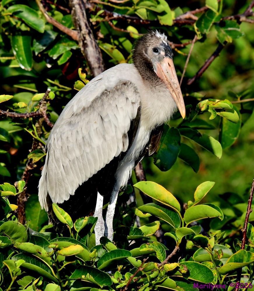 DSC_7788_001.JPG
