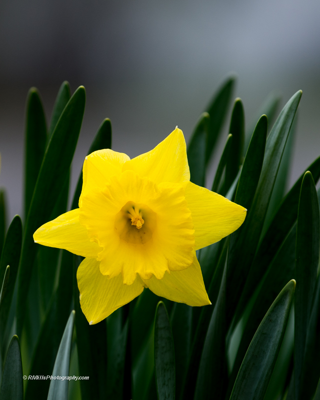 DSC_7788_10382-2.jpg