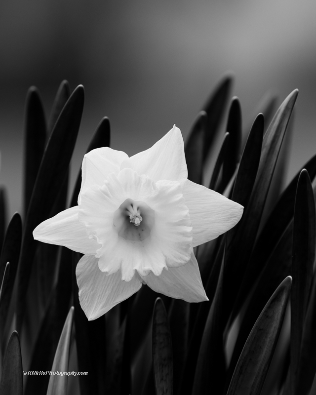 DSC_7788_10382-3.jpg