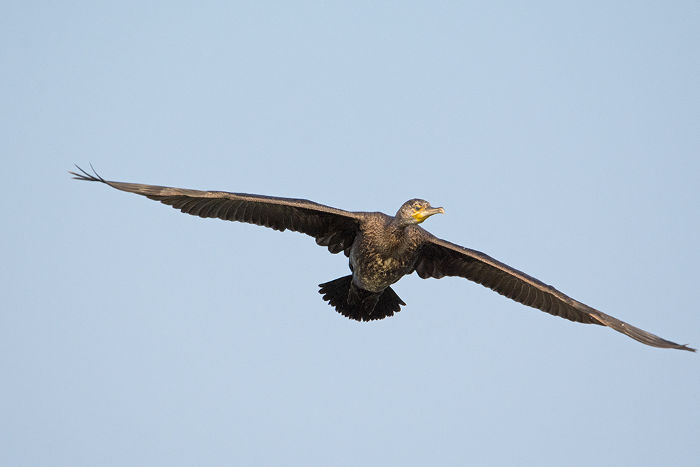 DSC_7789.jpg