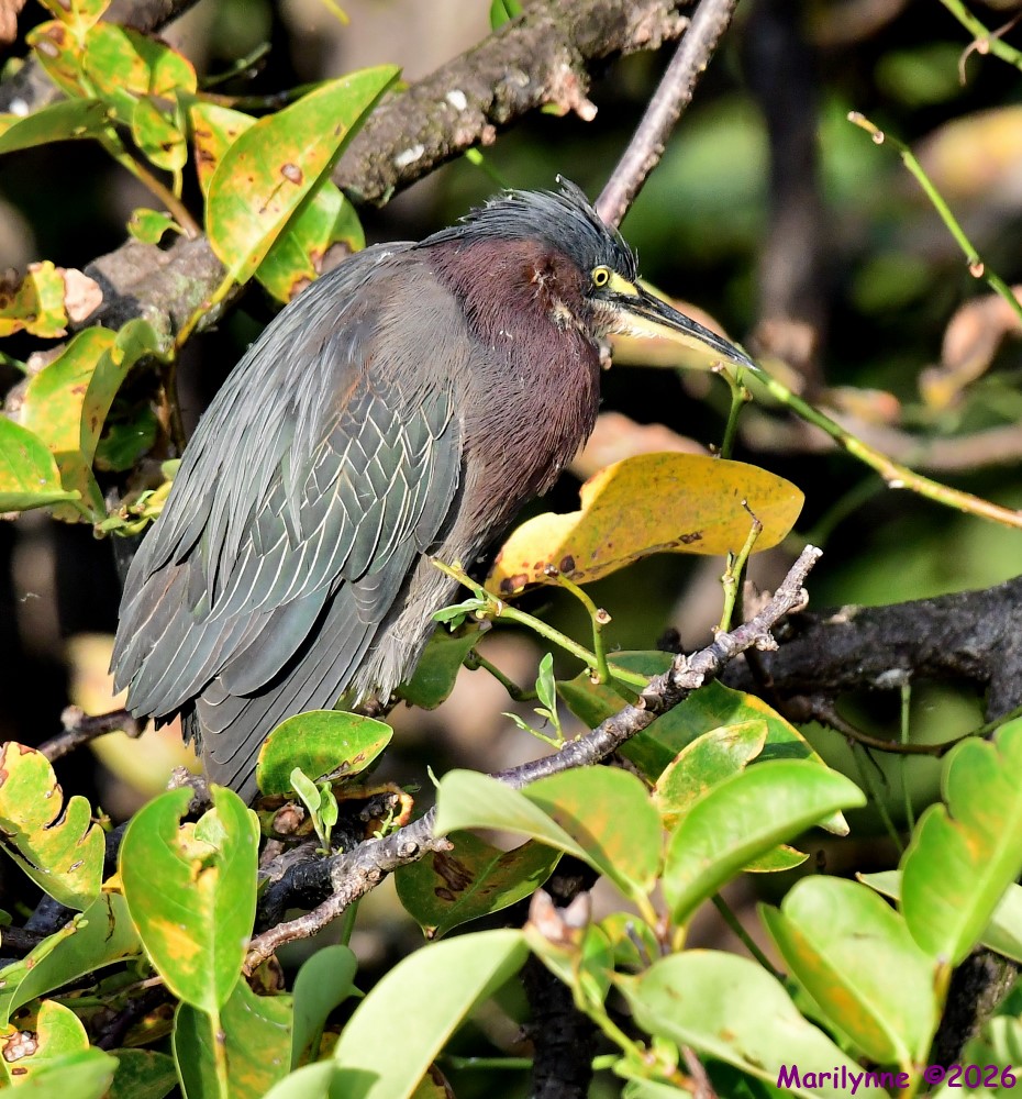DSC_7791_001.JPG