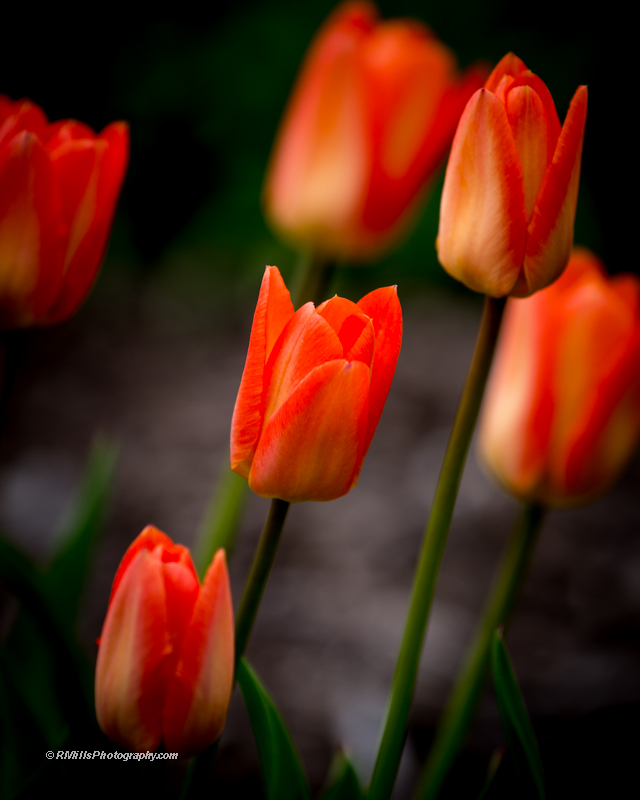 DSC_7791_10385-2.jpg