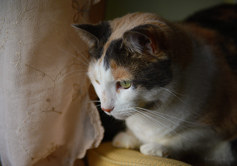 DSC_7792.jpg
