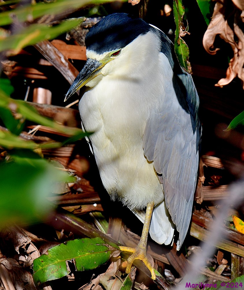 DSC_7792_001.JPG