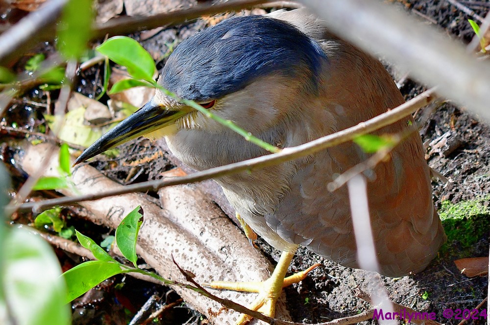 DSC_7793_001.JPG