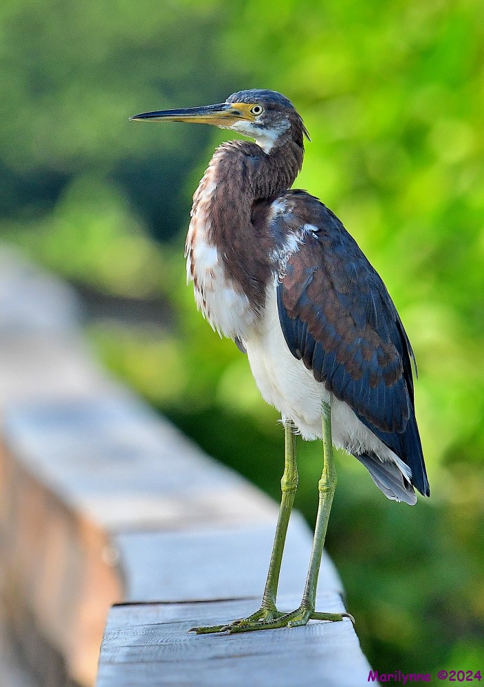DSC_7793_001.JPG
