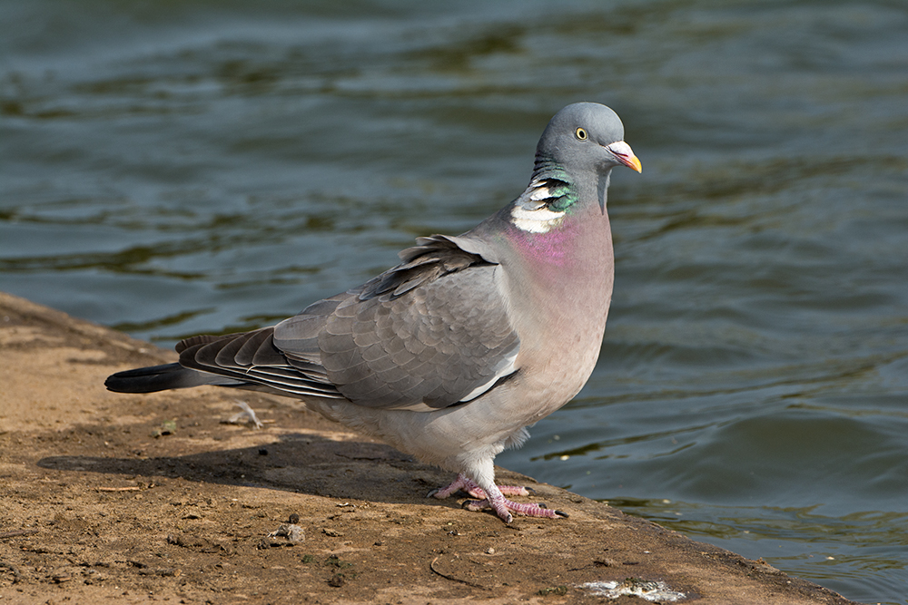 DSC_7794.jpg