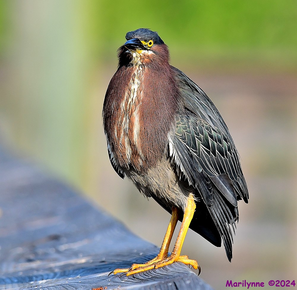 DSC_7795_001.JPG