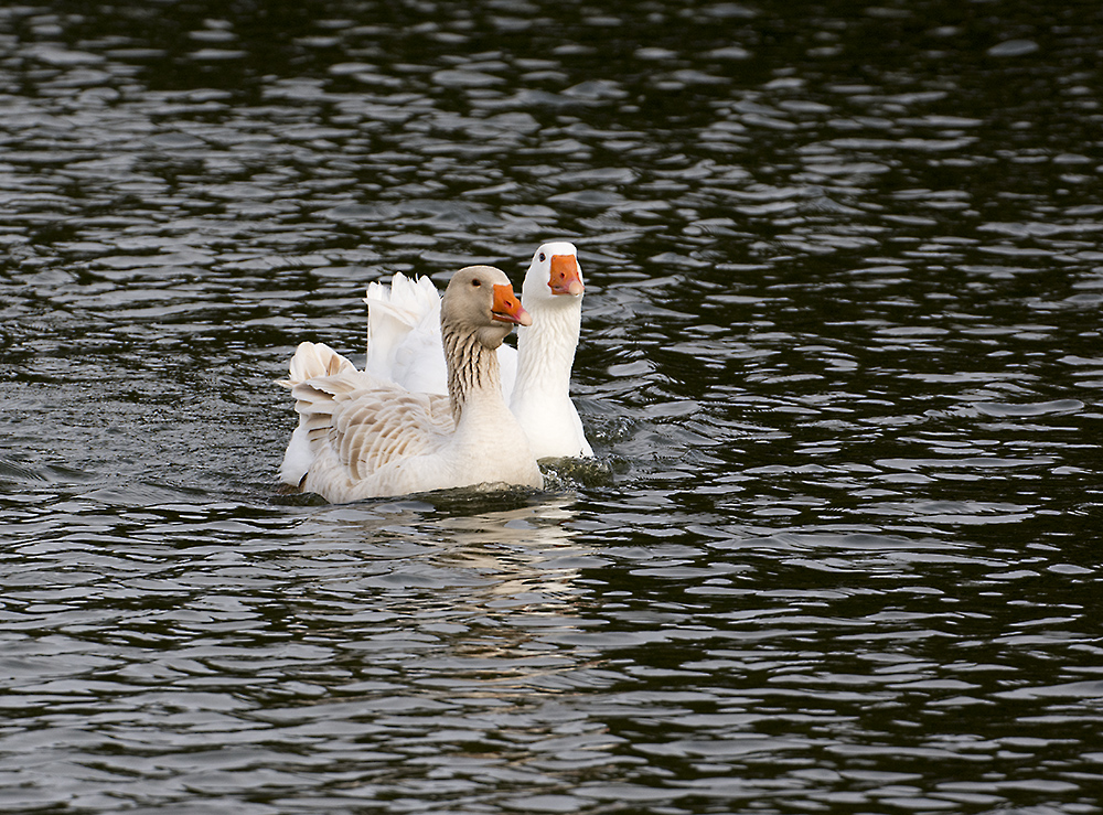 DSC_7798.jpg