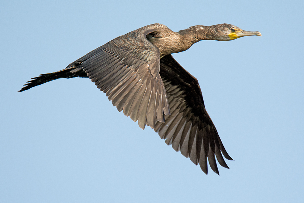 DSC_7799.jpg